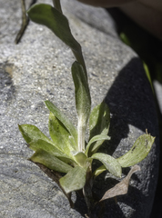 Antennaria alpina