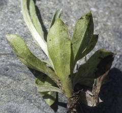 Antennaria alpina