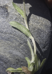 Antennaria alpina