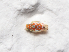 Erythroneura rubra