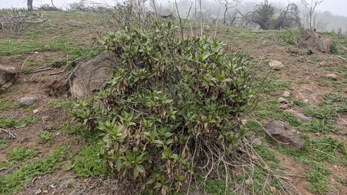 Espino negro