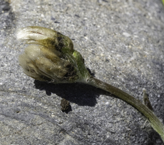 Antennaria alpina