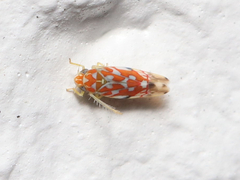 Erythroneura rubra