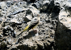 Motacilla cinerea cinerea