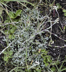 Antennaria alpina