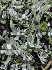 Antennaria alpina