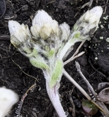 Antennaria alpina