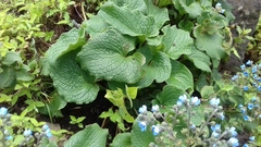 Adelocaryum malabaricum