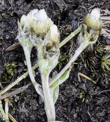 Antennaria alpina