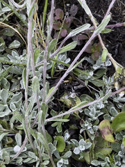 Antennaria alpina