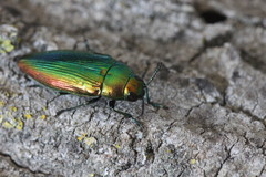 Eurythyrea micans