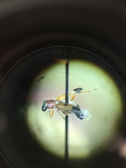 Phyllobaenus knausii