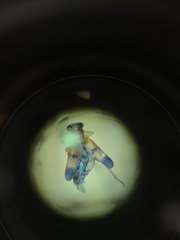 Phyllobaenus knausii
