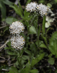 Antennaria monocephala