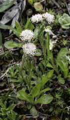 Antennaria monocephala
