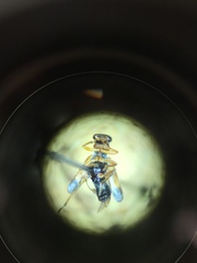Phyllobaenus knausii