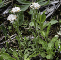 Antennaria monocephala
