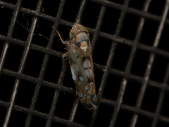 Scaphoideus opalinus