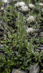 Antennaria monocephala