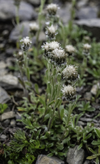 Antennaria monocephala