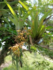 Trizeuxis falcata