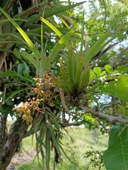 Trizeuxis falcata