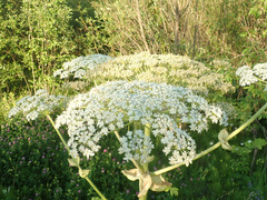 Heracleum sosnowskyi