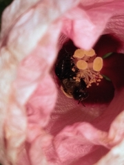 Ptilothrix bombiformis