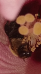 Ptilothrix bombiformis