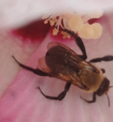Ptilothrix bombiformis