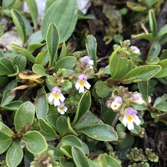 Euphrasia minima