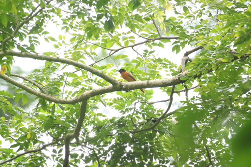 Red-bellied Paradise Flycatcher (Terpsiphone rufiventer), photo 10