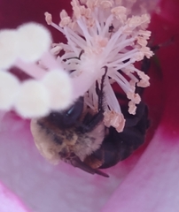 Ptilothrix bombiformis