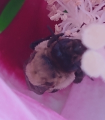 Ptilothrix bombiformis