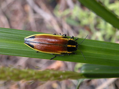 Epistomentis pictus