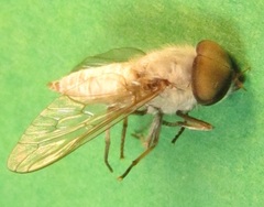 Leucotabanus annulatus