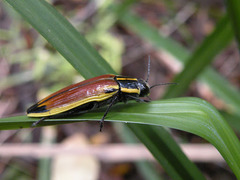 Epistomentis pictus