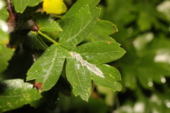 Phyllonorycter leucographella