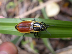 Epistomentis pictus