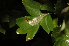 Phyllonorycter leucographella