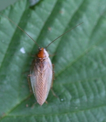 Ectobius vittiventris