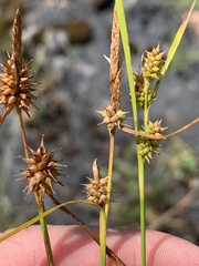 Carex × subviridula