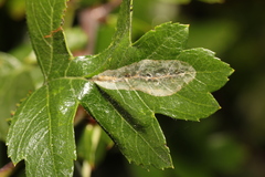 Phyllonorycter leucographella
