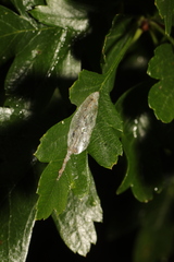 Phyllonorycter leucographella