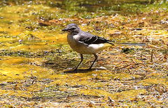 Motacilla cinerea cinerea