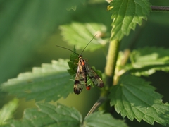 Trombidium holosericeum