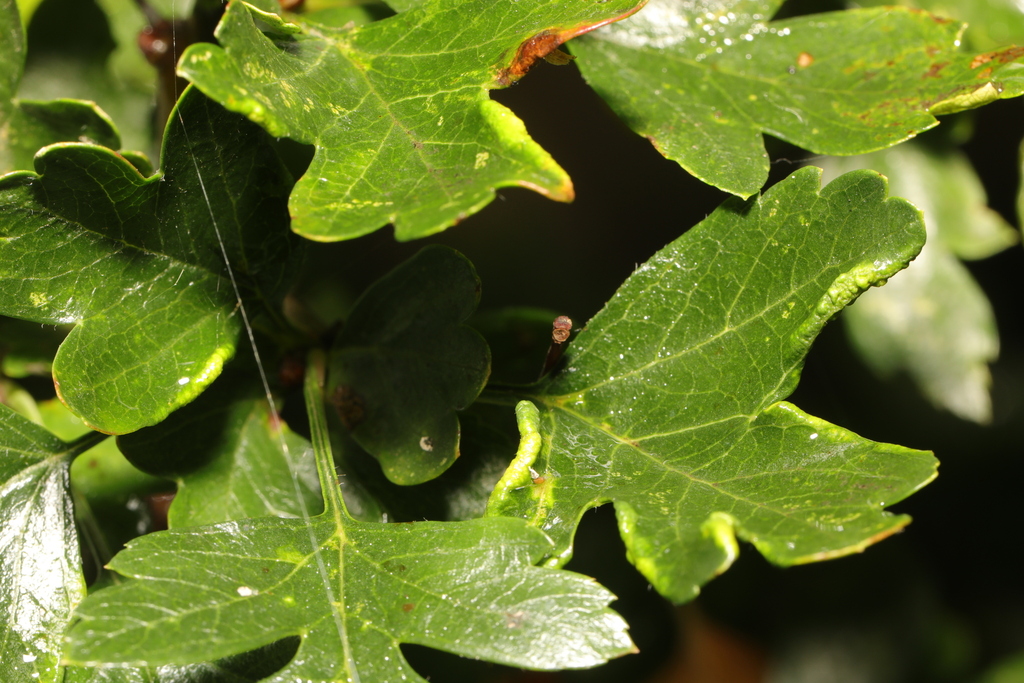 Phyllocoptes goniothorax