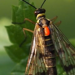 Trombidium holosericeum