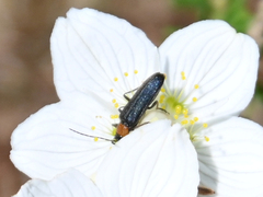 Anogcodes fulvicollis