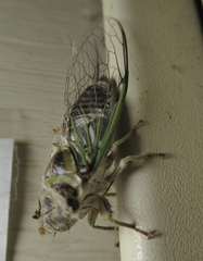 Diceroprocta vitripennis